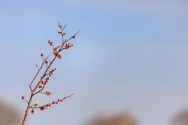 Kleine Blüten Zeitigen Frühjahr Einem Obstbaum Mit Selektivem Fokus Frühlingshintergrund — Stockfoto