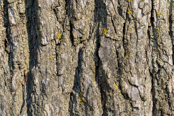木の樹皮は粗く 閉鎖した植物茎が付いている背景をテクスチャしました — ストック写真