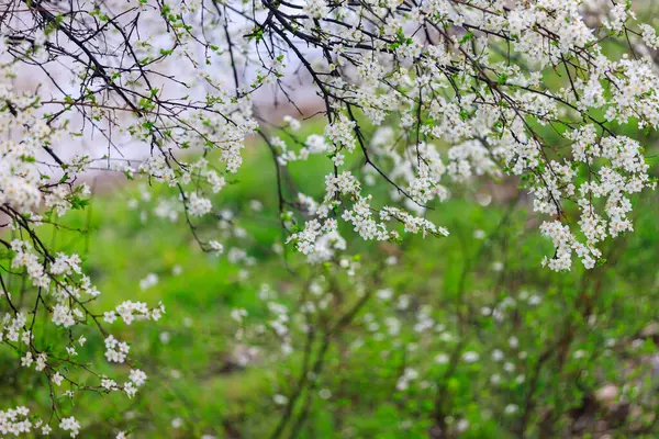 Fondo Árboles Con Flores Principios Primavera Fondo Primavera —  Fotos de Stock