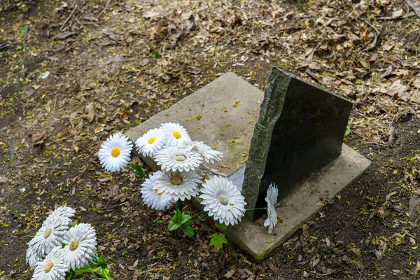 Túmulo Cemitério Pet Com Lápide Placa Comemorativa Foco Seletivo Fundo — Fotografia de Stock