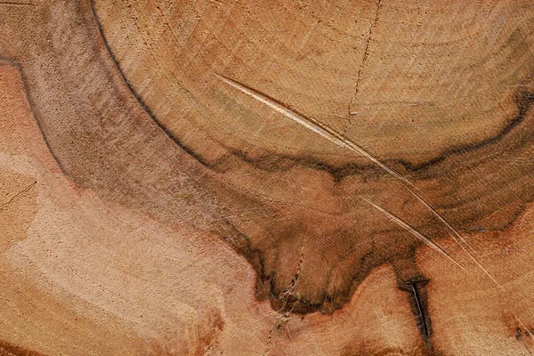 Ağaç Kütüğünün Pürüzlü Kesik Yüzeyi Arkaplan Fon Tasarım Boş — Stok fotoğraf