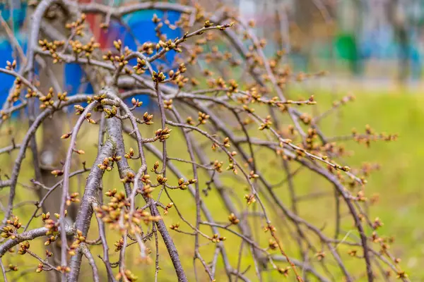 Die Knospen Öffnen Sich Baum Zeitigen Frühjahr Hintergrund Mit Selektivem — Stockfoto