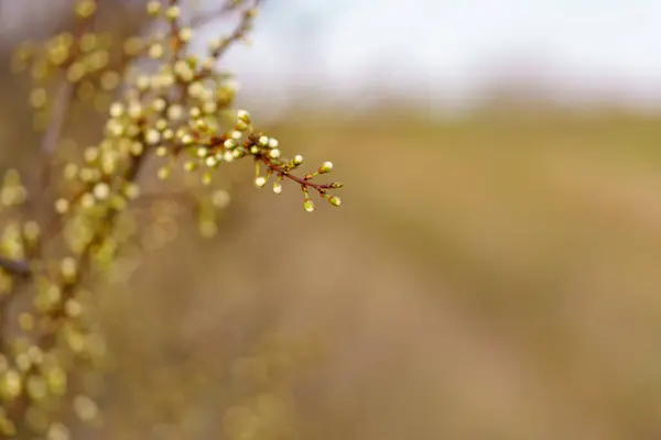 Маленькие Цветы Ранней Весной Фруктовом Дереве Избирательным Фокусом Весенний Фон — стоковое фото