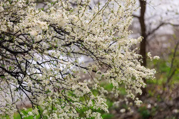 Фон Цветущих Деревьев Ранней Весной Весенний Фон — стоковое фото