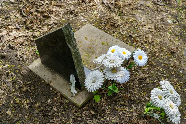 墓石記念プレート 選択的な焦点を備えたペット墓地でグレイブ コピースペース付きの背景 — ストック写真