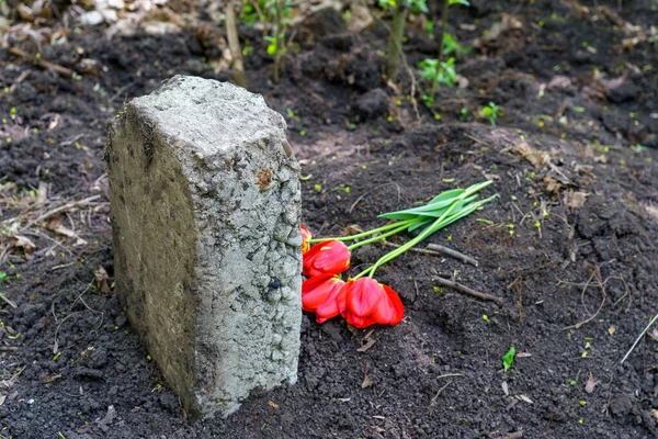 Betonový Blok Jako Náhrobek Hřbitově Domácích Mazlíčků Selektivní Zaměření Pozadí — Stock fotografie