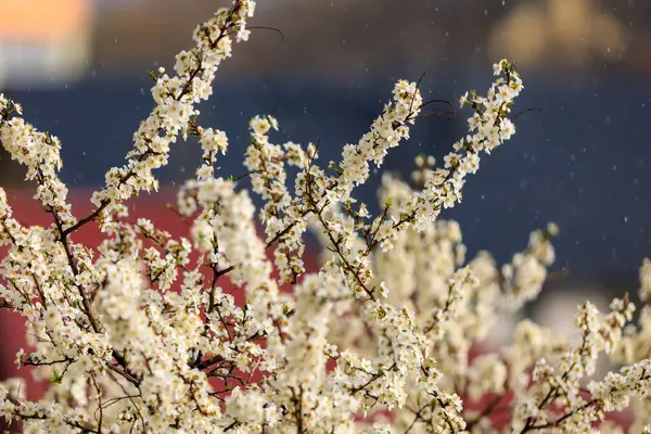 Regn Och Blommande Träd Med Selektivt Fokus Tonade Vårens Bakgrund — Stockfoto
