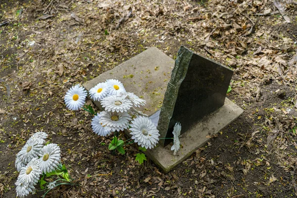 在宠物墓地用墓碑做纪念板 有选择的焦点 带有复制空间的背景 — 图库照片