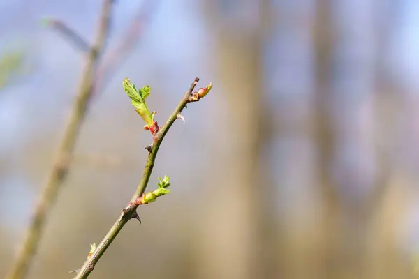 Buds Open Tree Early Spring Background Selective Focus Copy Space — Stock Photo, Image