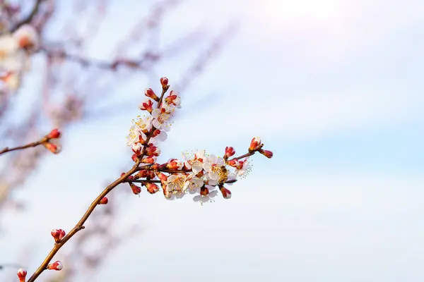 Blommor Och Blommande Träd Rjan Ren Tonade Vårens Bakgrund — Stockfoto