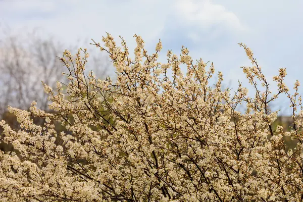 Krone Eines Blühenden Obstbaums Oder Einer Baumkrone Zeitigen Frühling Blüht — Stockfoto