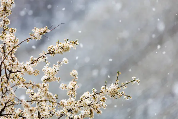 春の初めに雪と花が咲きました 春の背景 — ストック写真