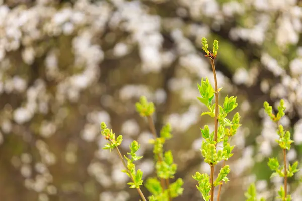 Groddar Växt Eller Ett Träd Tidigt Våren Bakgrund Med Selektiv — Stockfoto