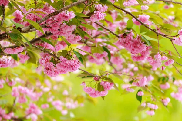 Квіти Сакури Ранньої Весни Квітучий Сезон Вишні Сливових Дерев Фон — стокове фото