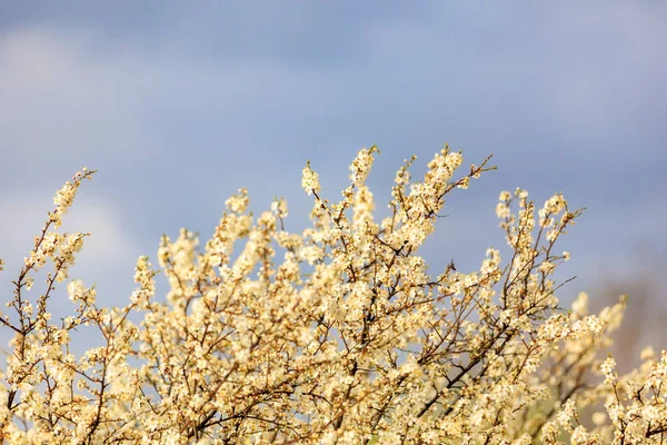 Kronan Blommande Fruktträd Eller Toppen Ett Träd Början Våren Blommor — Stockfoto