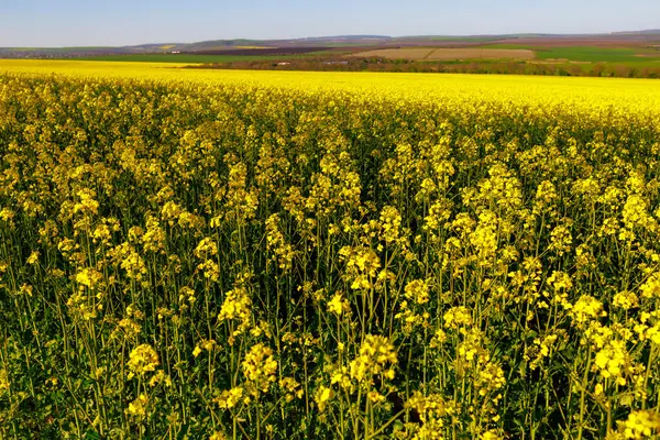 Blooming Rapeseed Field Early Spring Background Selective Focus Copy Space — Stock Photo, Image
