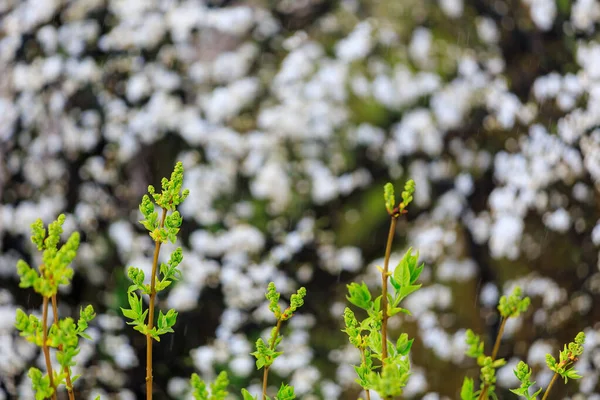 Sprossen Einer Pflanze Oder Eines Baumes Zeitigen Frühjahr Hintergrund Mit — Stockfoto