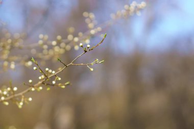 Tomurcuklar baharın başlarında ağaçta açılır. Seçici odak ve kopyalama alanı olan arkaplan