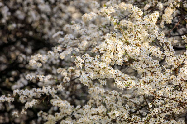 Virágzó Fák Háttere Kora Tavasszal Tavaszi Háttér — Stock Fotó