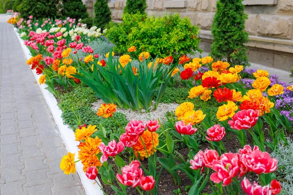 Blumen Einem Blumenbeet Tulpen Begrünung Der Städtischen Umwelt Hintergrund Mit — Stockfoto