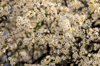 Baharın başlarında çiçek açan ağaçların arka planı. Bahar arkaplanı