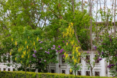 Bobovnik ağacında çiçekler ya da altın yağmurda. Şehir çevresini yeşillendiriyor. Seçici odak ve kopyalama alanı olan arkaplan