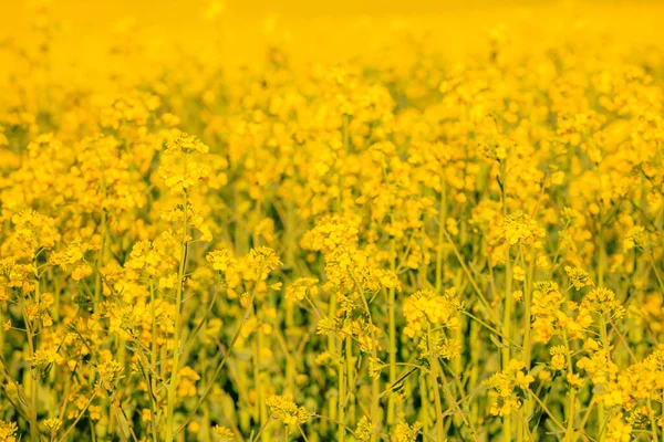 stock image Blooming rapeseed field in early spring. Background with selective focus and copy space