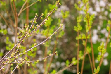 Tomurcuklar baharın başlarında ağaçta açılır. Seçici odak ve kopyalama alanı olan arkaplan