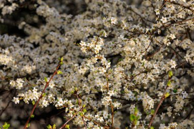 Baharın başlarında çiçek açan ağaçların arka planı. Bahar arkaplanı