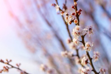 İlkbaharın başlarında çiçekler ve çiçek açan ağaçlar. Bahar arkaplanı