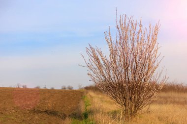 İlkbaharda bir tarlada seçici bir odak noktasıyla çiçek açan meyve ağacı. Bahar arkaplanı