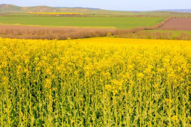 İlkbaharın başında açan kolza tohumu tarlası. Seçici odak ve kopyalama alanı olan arkaplan