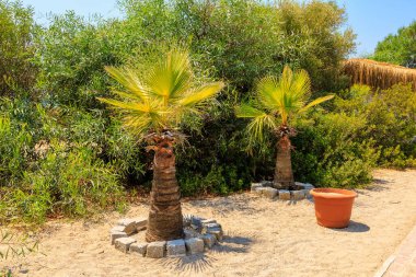 Türkiye 'nin Oludeniz plajında genç palmiye ağaçları