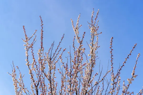 Filialer Blommande Fruktträd Med Selektivt Fokus Vårens Bakgrund — Stockfoto