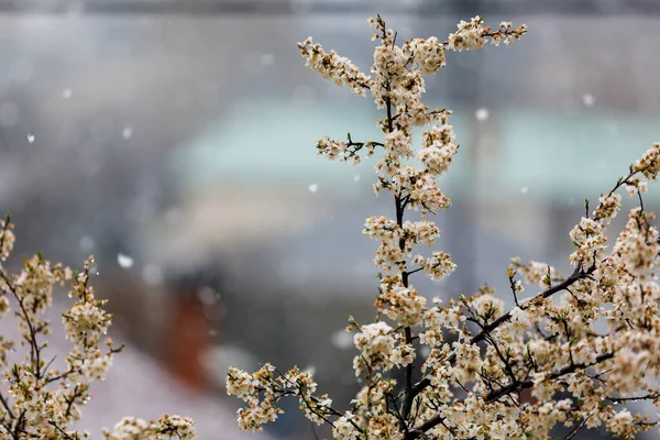 春の初めに雪と花が咲きました 春の背景 — ストック写真