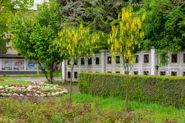Flowers Tree Bobovnik Golden Rain Greening Urban Environment Background Selective — Stock Photo, Image