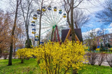 Forsythia çiçekleri. Şehir çevresini yeşillendiriyor. Seçici odaklı arkaplan