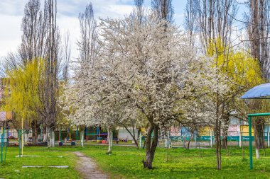 İlkbaharda, seçici bir odak ile kentsel bir ortamda çiçek açan meyve ağaçları. Bahar arkaplanı