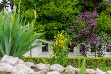 Bobovnik ağacında çiçekler ya da altın yağmurda. Şehir çevresini yeşillendiriyor. Seçici odak ve kopyalama alanı olan arkaplan