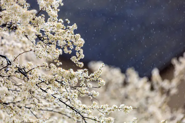 選択的な焦点を当てた雨と開花する木 春の背景 — ストック写真
