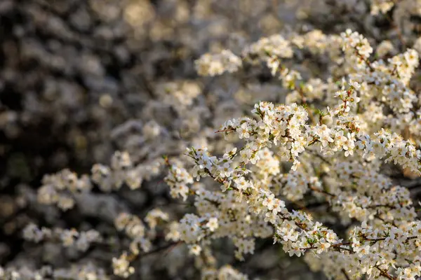 stock image Backdrop of flowering trees in early spring. Spring background