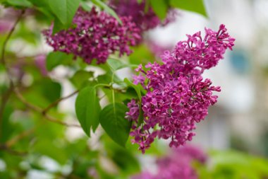 Çiçekli leylak. Çiçekler yakın plan. Seçici odaklı arkaplan