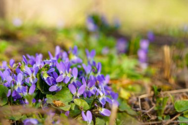 Baharın başında çayırdaki kır çiçekleri. Seçici odaklı arkaplan