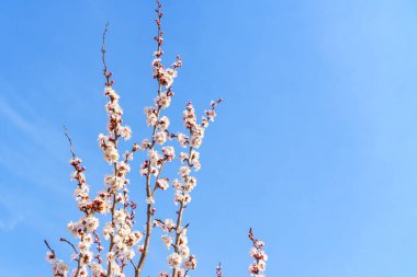 Seçici odaklı çiçek açan meyve ağaçları. Bahar arkaplanı