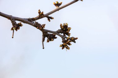 Tomurcuklar baharın başlarında ağaçta açılır. Seçici odak ve kopyalama alanı olan arkaplan