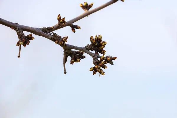 Knopparna Öppnar Sig Trädet Tidigt Våren Bakgrund Med Selektivt Fokus — Stockfoto