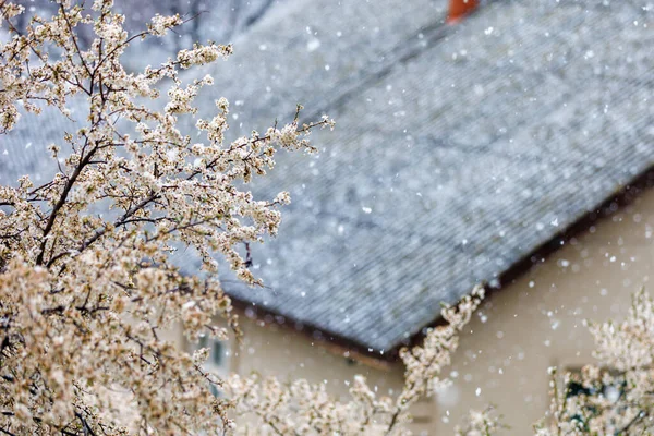 Nieve Árboles Florecientes Principios Primavera Fondo Primavera — Foto de Stock