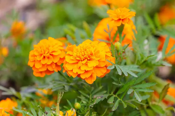 stock image Flowers in a flower bed Marigolds. Greening the urban environment. Background with selective focus and copy space