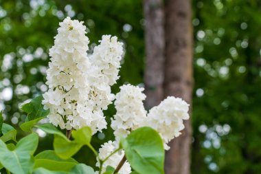 Çiçekli leylak. Çiçekler yakın plan. Seçici odaklı arkaplan