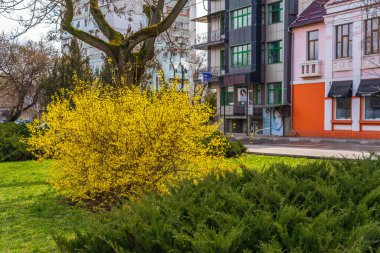 26 Mart 2023 Beltsy, Moldova. Resimli editör kullanımı için. Şehirde ilkbahar.
